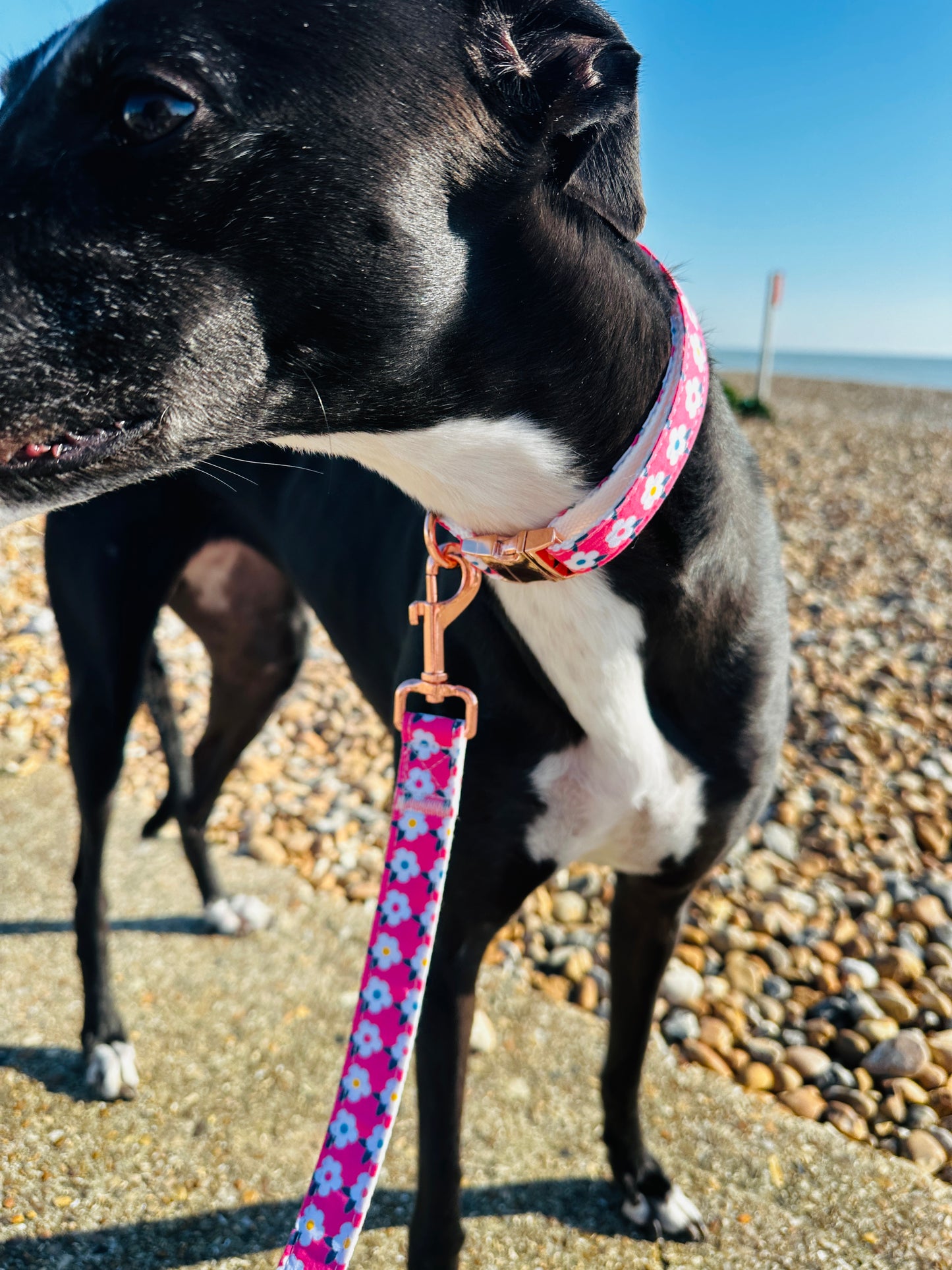 Retro Floral Dog Lead in Rose Pink with Rose Gold Hardware